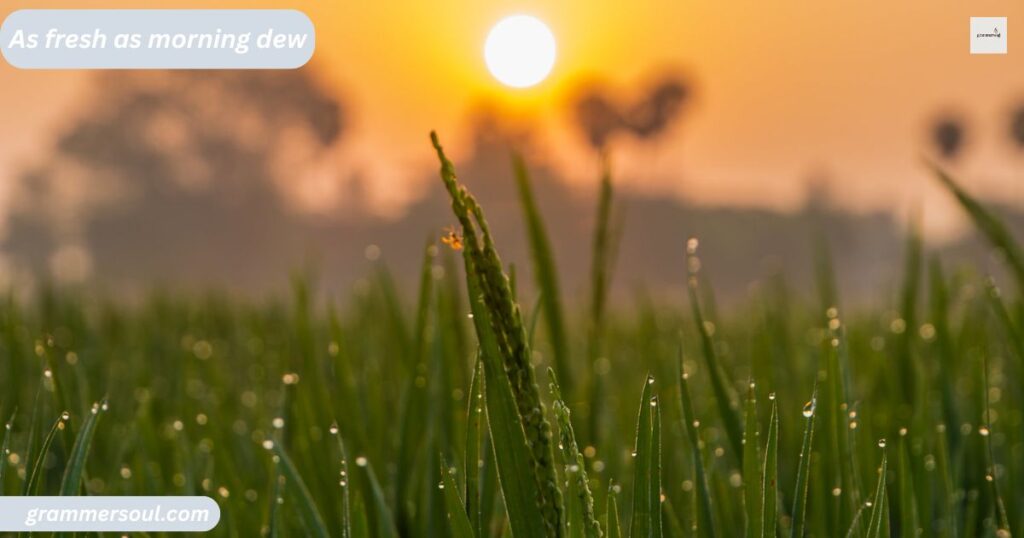 As fresh as morning dew