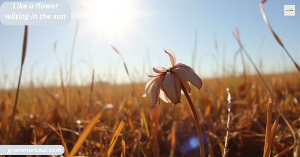 Like a flower wilting in the sun